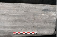 Foto (Detailansicht) von Sigillaria sp.  (NHMW-GEO-2024-0188-11177)
